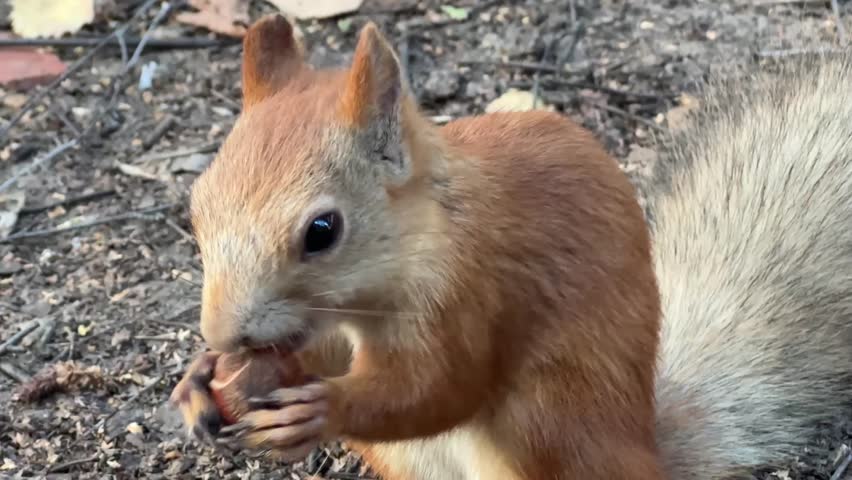 Squirrel with a nut in an autumn park