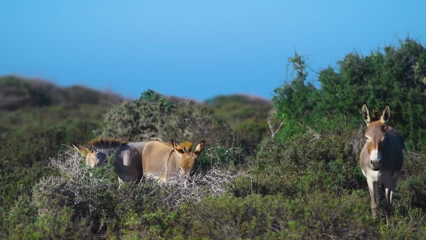 A wide shot of a herd of wild donkeys grazing on a lush, green hillside in the mountains of Oman. The animals are seen foraging among the dense bushes and shrubs, with the clear blue sky and ocean vis