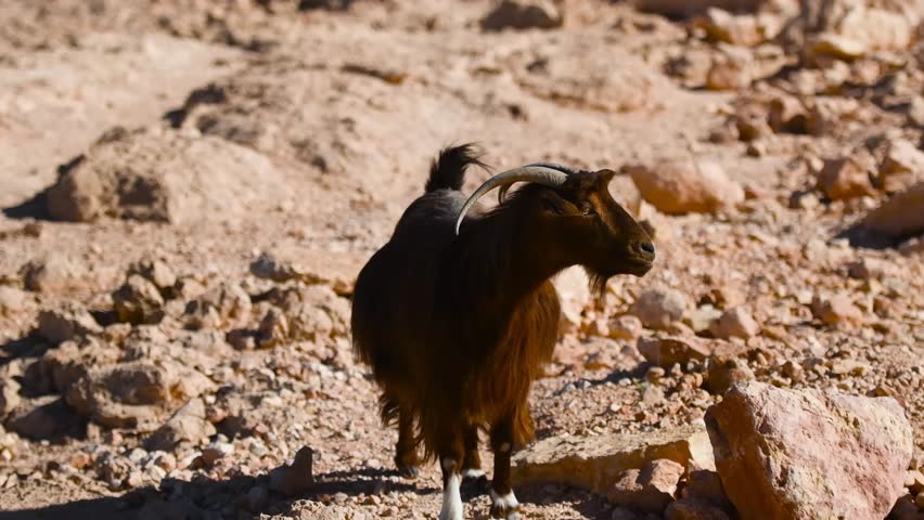 A close up shot of a wild mountain goat standing on a rocky terrain in the mountains of Oman. The goat, with its dark fur and curved horns, is seen against a backdrop of arid, sun drenched rocks and b