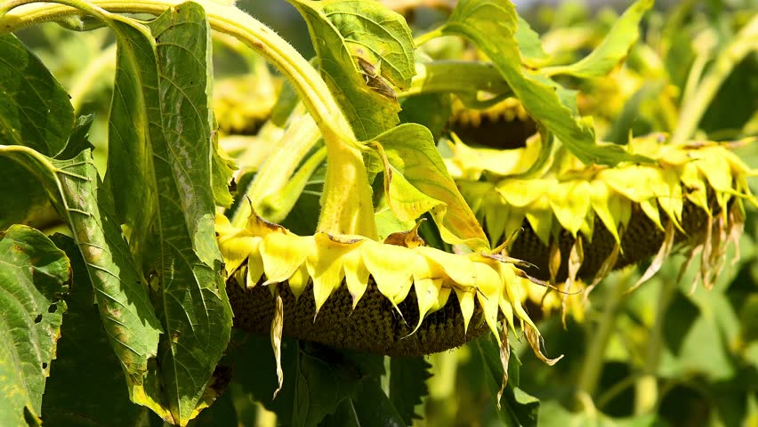 Sunflower field on a sunny summer day. Sunflowers with bright yellow petals grow in a farmer