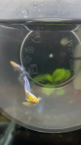 Guppy Albino Sky Blue Delta