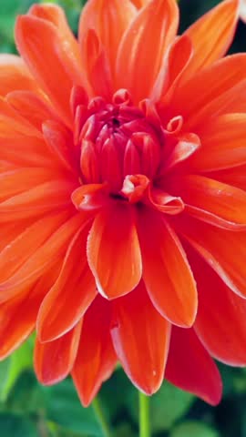 Bright orange flower blooming in garden during sunny day showcasing nature