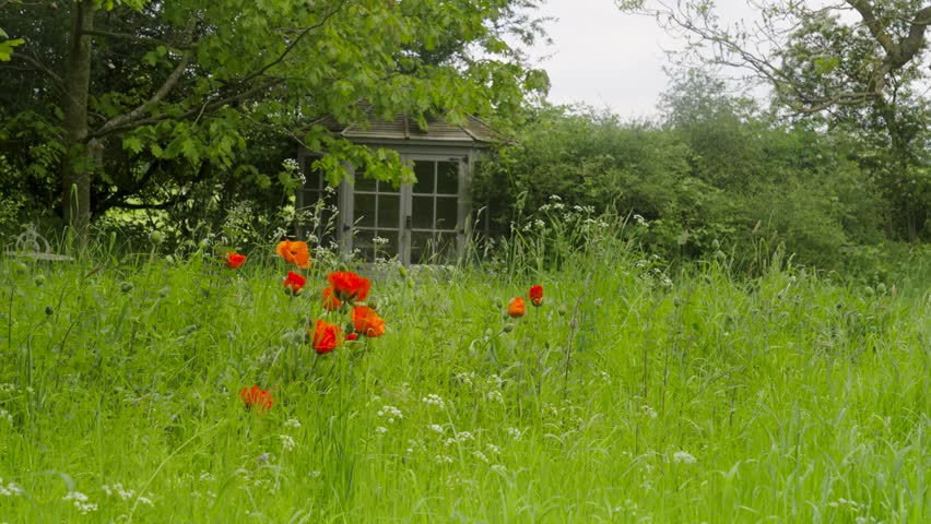 Vibrant red poppies swaying in the  tall grasses of a garden