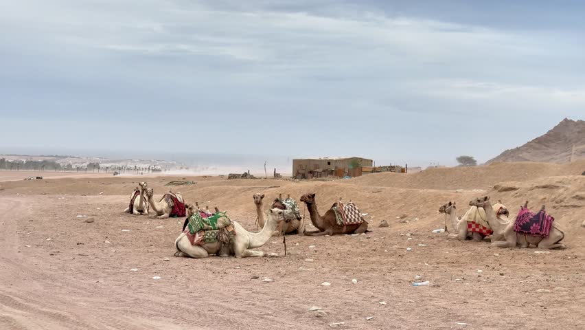 A serene desert landscape showcasing gentle sand dunes under a cloudy sky.