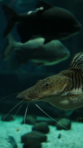 Close-up of a striped catfish with long barbels gliding through a dimly lit aquarium, with blurred silhouettes of larger fish in the background above a sandy, rocky substrate.