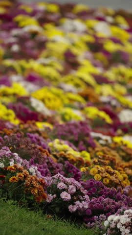 Colorful hillside flower bed bursting with chrysanthemum blooms, layered waves of purple, yellow, orange, and white petals creating a lush, dreamy scene with gentle shallow focus