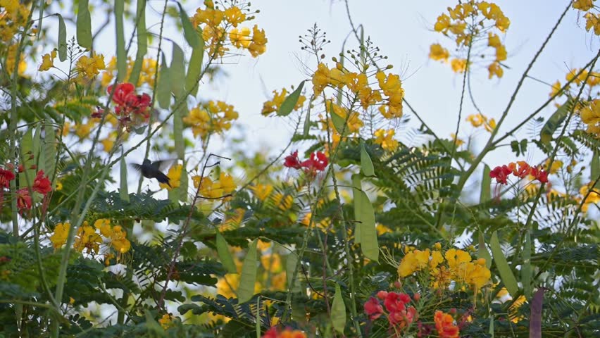Hummingbird, a beautiful hummingbird feeding in slow motion, 4k, selective focus.

