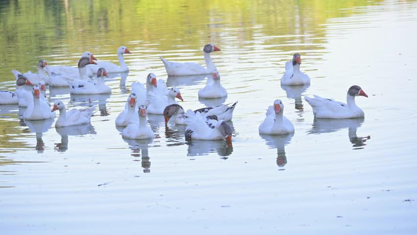 White geese, beautiful white geese swimming calmly in a lake in Brazil, slow motion, 4k, selective focus.