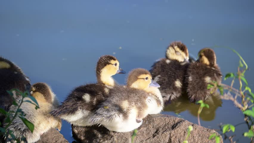 Ducklings, beautiful baby ducklings living peacefully in a lake in Brazil, 4k, selective focus.