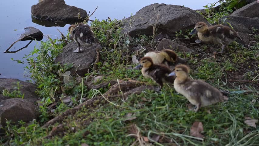 Ducklings, beautiful baby ducklings living peacefully in a lake in Brazil, 4k, selective focus.