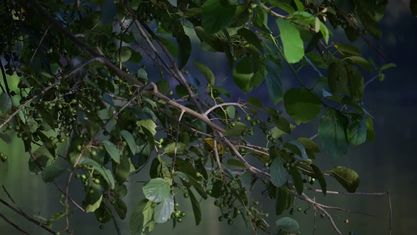 Reflection of the water, a beautiful reflection of the water on some branches at dawn. Slow motion, 4k, selective focus.