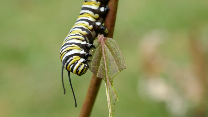 Monarch butterfly caterpillar eating leaf down