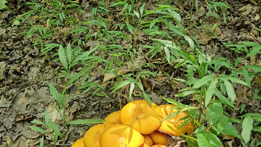 Cluster of orange mushrooms found in the woods