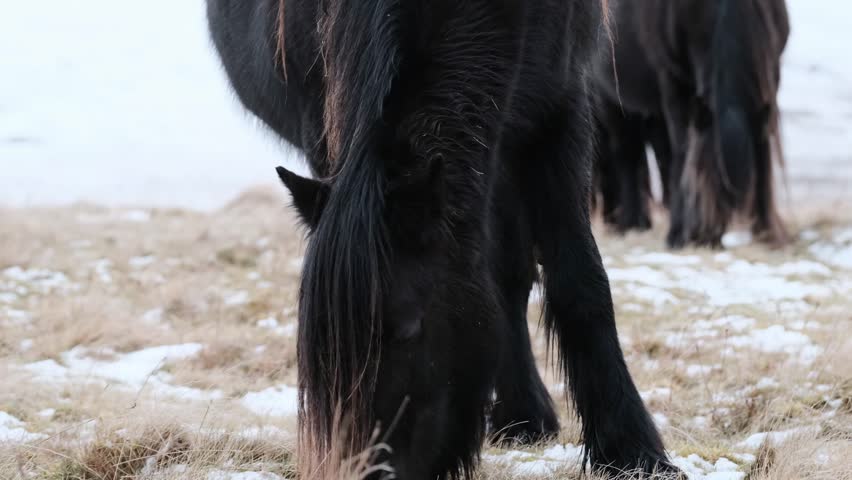 black horse feeding hay in snow close profile of shaggy mare munching bale while herd grazes in background, frosted mane, textured