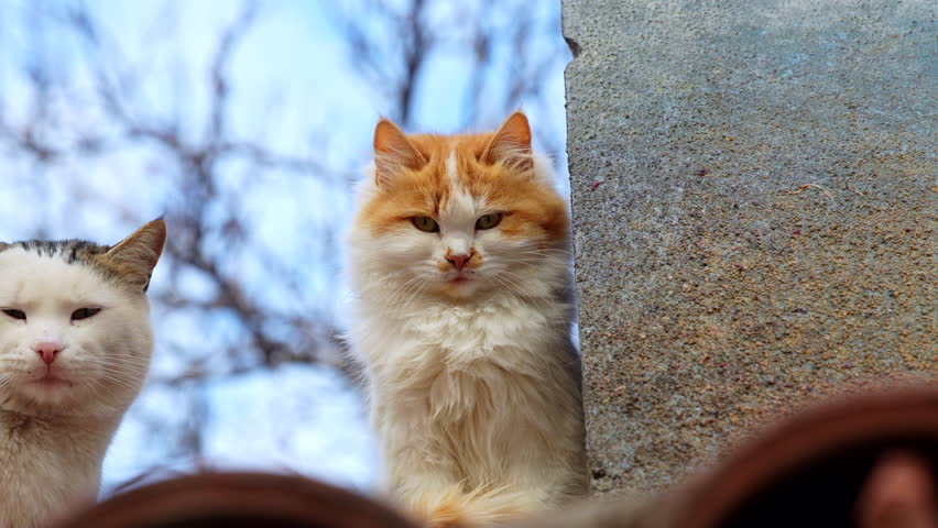 Two street cats sitting outdoors near a wall. Urban stray cats in natural light.
