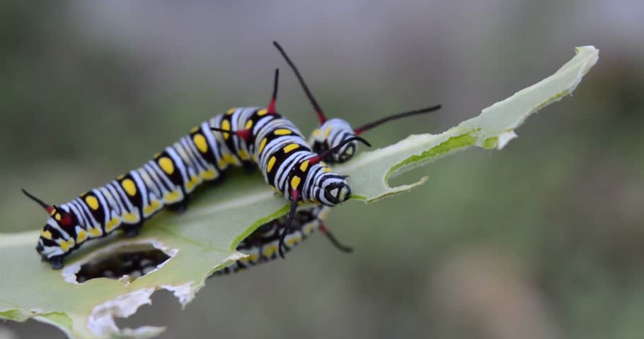 A detailed view of caterpillars eating leaves. Ideal for nature documentaries, educational content, biology studies, environmental themes, and macro wildlife storytelling.