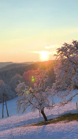 AERIAL, LENS FLARE: Picturesque drone vista of the wintry rural landscape at golden hour. Golden morning sunbeams shine on a snowy tree in the idyllic countryside. Scenic snowy countryside at sunset.