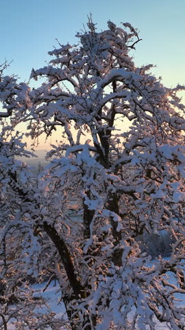 AERIAL, LENS FLARE: Golden morning sunbeams shine on a snowy tree in the idyllic countryside. Picturesque drone vista of the wintry rural landscape at golden hour. Scenic snowy countryside at sunset.