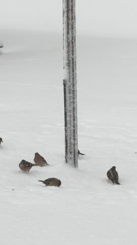 CLOSE UP: Adorable finch birds gather under a birdhouse on the snowy ground during a blizzard in the tranquil countryside. Flock of finches eat up pieces of feed under the birdhouse during a snowstorm