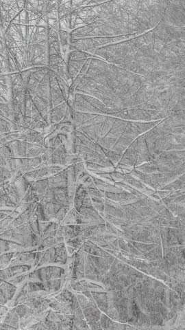 Bare deciduous tree forest endures an intense snowstorm on a freezing winter day in January. Raging blizzard engulfs the bare woodlands on a cold December day in the remote Slovenian countryside.