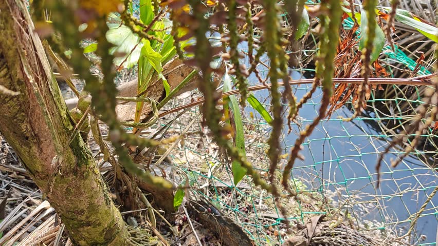 cluster of Caryota mitis with tiny feathery yellow flowers on its stem.