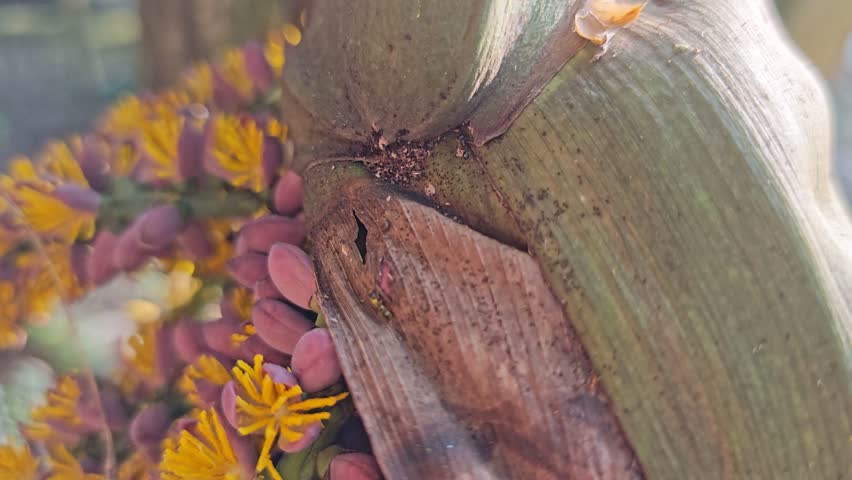 cluster of Caryota mitis with tiny feathery yellow flowers on its stem.