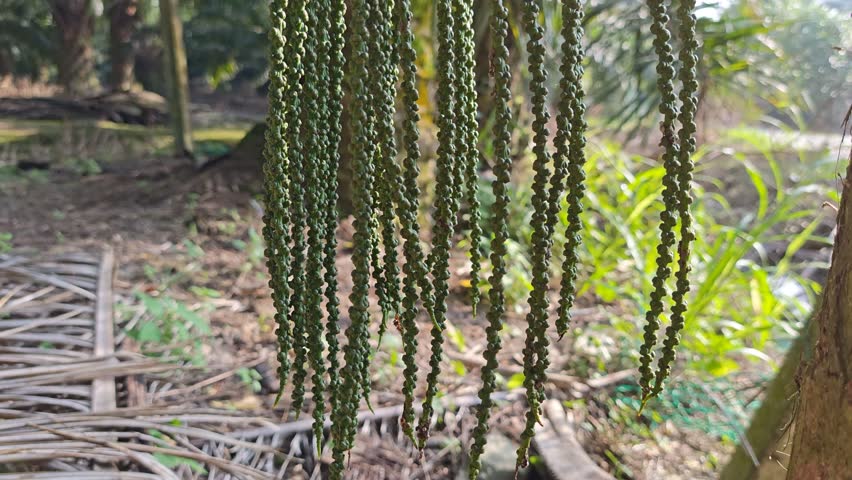 cluster of Caryota mitis with tiny feathery yellow flowers on its stem.