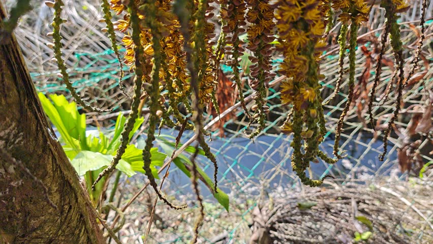 cluster of Caryota mitis with tiny feathery yellow flowers on its stem.
