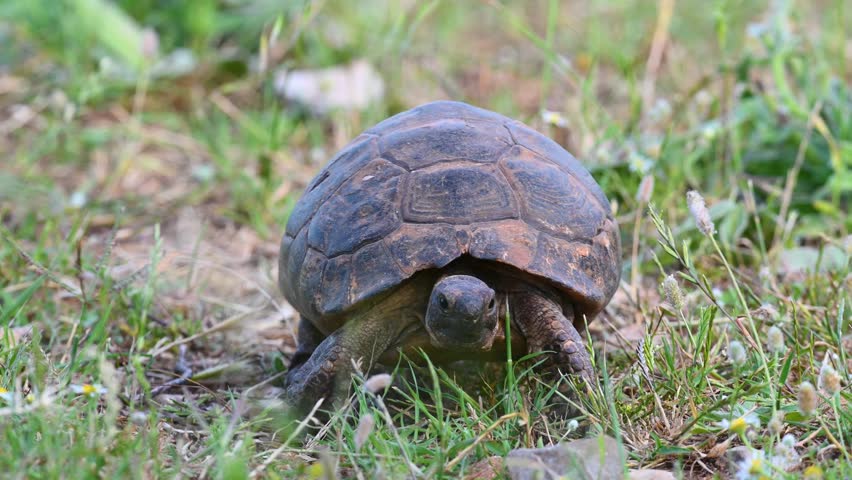 Close-up video of a patterned tortoise (Testudo) feeding and walking among grasses in its natural habitat.
