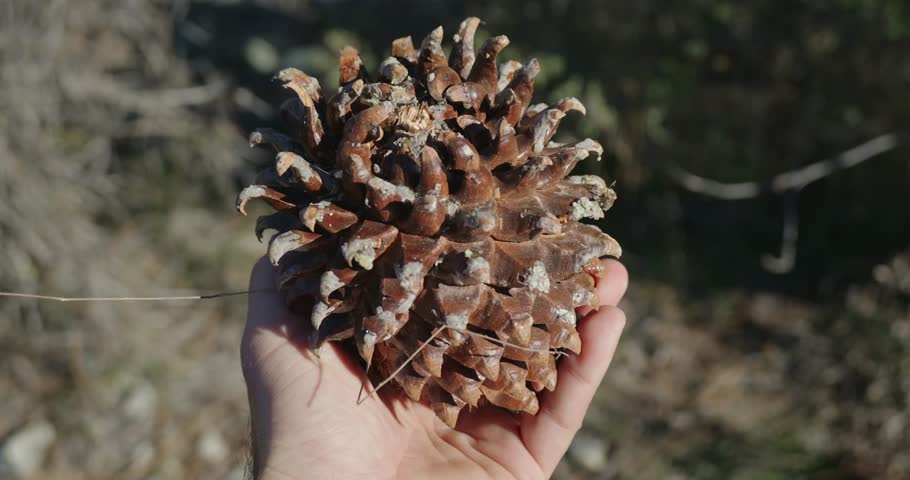 Hand Holding Large Coulter Pinecone in California Foothills