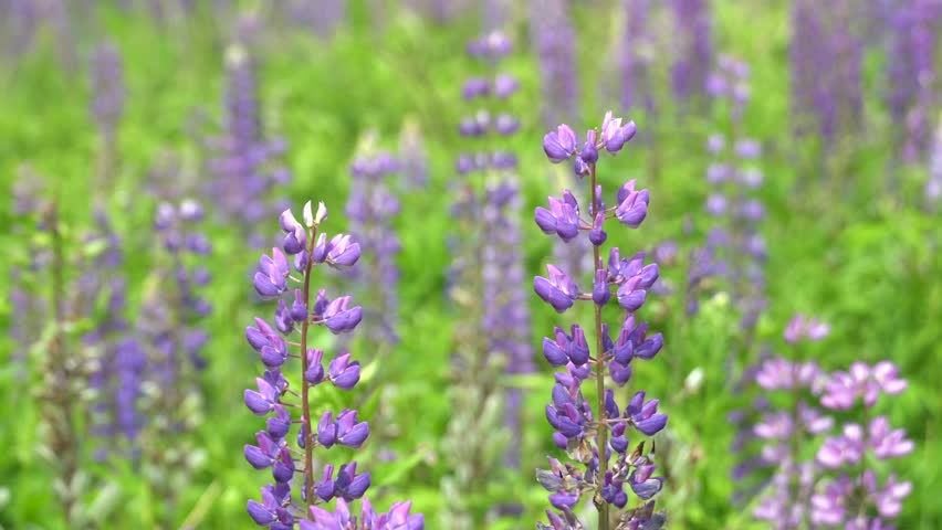 Violet flowers bloom in a sunny field during spring with green grass all around showing nature