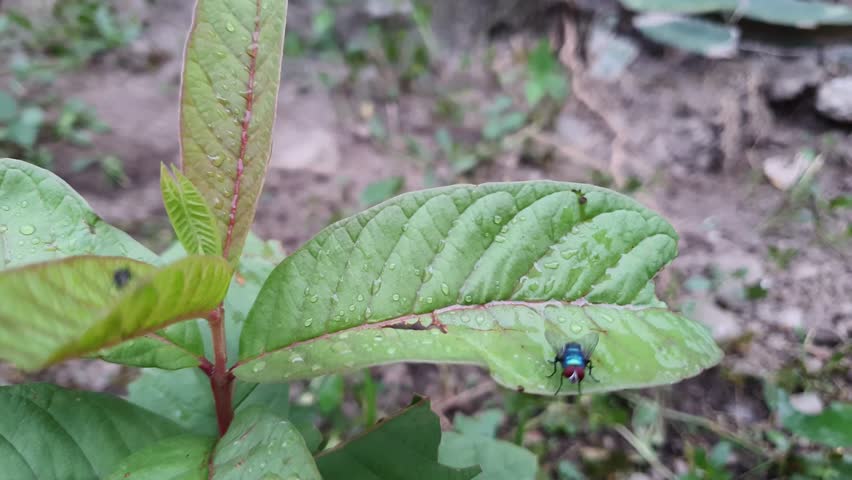 ​A close-up shot of a small, vibrantly colored fly resting on a wet, green guava leaf in a garden setting. The fly remains still throughout the short clip.