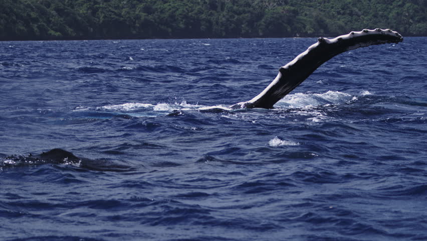 Humpback whale flipper fin gliding through calm tropical sea water