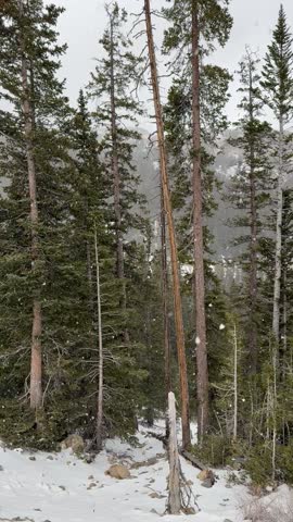 Snow falling Colorado Mountains Landscape 