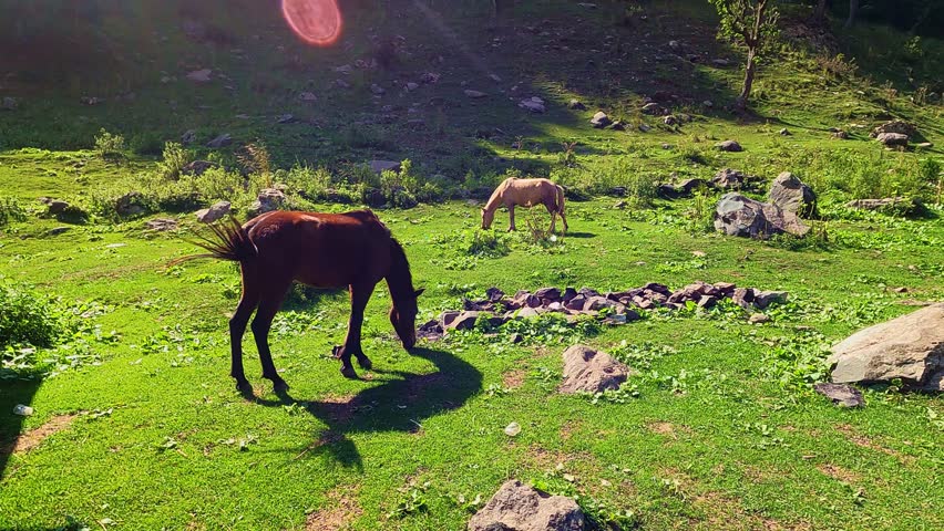 A horse grazes peacefully in open grassland with the majestic mountains of Kashmir in the background. The scene captures the natural beauty of the Himalayan landscape, featuring green meadows, open sp