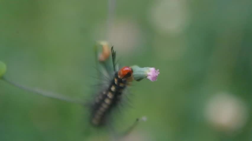 Macro footage of a fuzzy black and orange caterpillar crawling and feeding on a small pink wild flower.