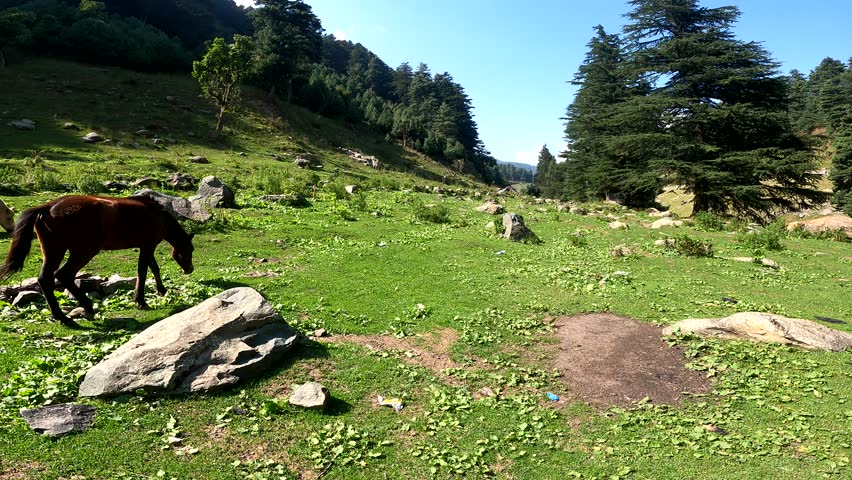 A horse grazes peacefully in open grassland with the majestic mountains of Kashmir in the background. The scene captures the natural beauty of the Himalayan landscape, featuring green meadows, open sp
