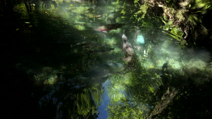 Fish Swimming In Clear Forest Pond With Reflections And Sunbeams
