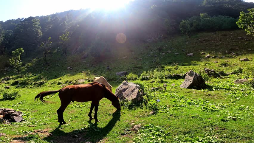 A horse grazes peacefully in open grassland with the majestic mountains of Kashmir in the background. The scene captures the natural beauty of the Himalayan landscape, featuring green meadows, open sp