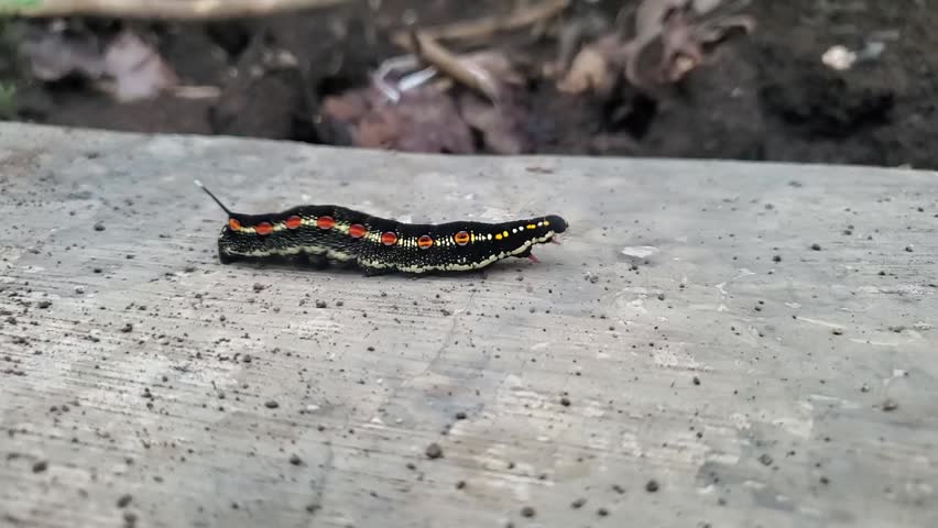 Close-up video of a fat, black, hairless caterpillar walking fast