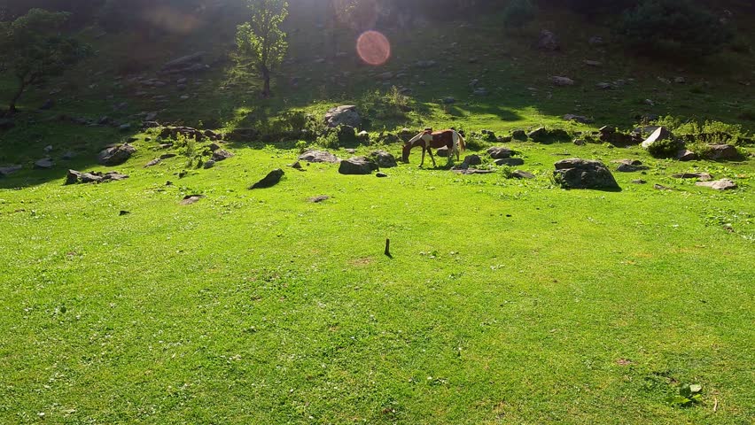A horse grazes peacefully in open grassland with the majestic mountains of Kashmir in the background. The scene captures the natural beauty of the Himalayan landscape, featuring green meadows, open sp