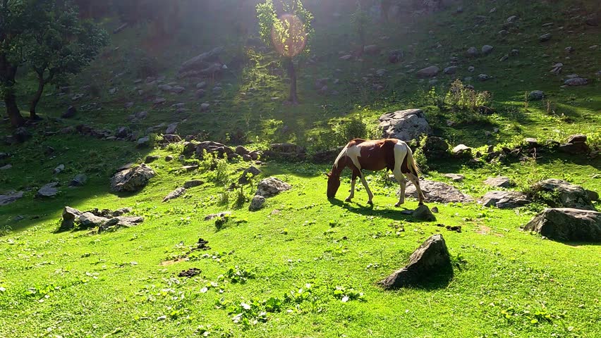 A horse grazes peacefully in open grassland with the majestic mountains of Kashmir in the background. The scene captures the natural beauty of the Himalayan landscape, featuring green meadows, open sp
