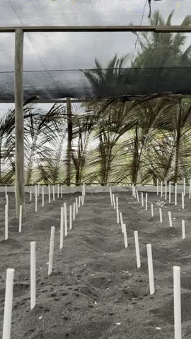 Video of a protected sea turtle nesting area on a sandy beach marked with wooden stakes under a shelter. Wildlife conservation scene focused on protection of endangered species.