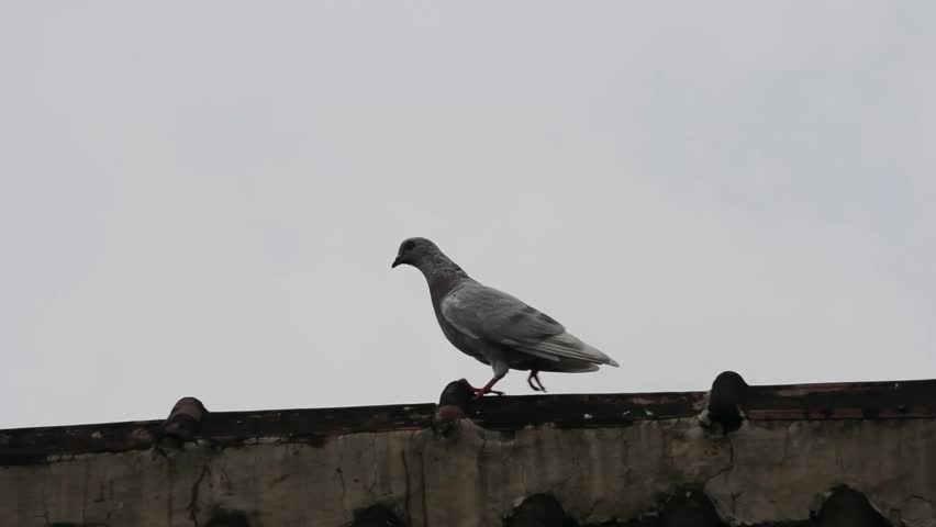 Silhouettes of two dark urban pigeons resting on the white-weathered ridge of a terracotta roof, creating a high-contrast, minimalist image against a bright sky