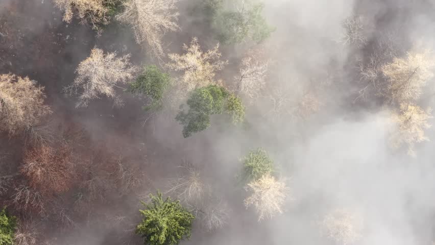 Top-down aerial view near Walensee forests, Switzerland, shrouded in thick, swirling mist. Tree crowns pierce through the fog, showing autumn and winter colors. Mysterious natural scenery.