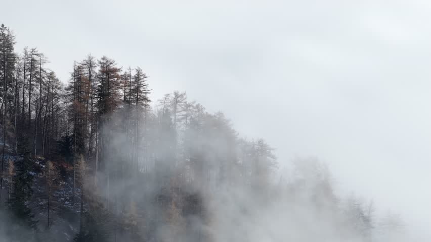 Misty forest landscape near Churfirsten and Walensee in Amden, Switzerland, with soft fog drifting through alpine trees, creating a calm, atmospheric mountain scene.