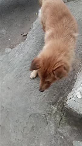 Cute Dog at The Public Park