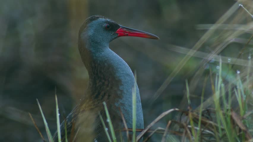 A shy water rail bird partly hiding in dry grass. Early morning dusk, without sunlight.