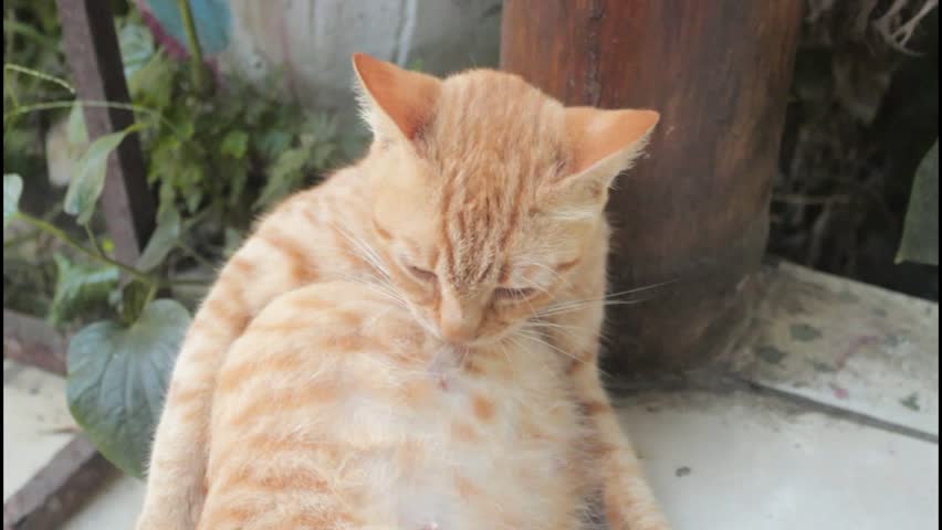 Close-up Shot of Orange Tabby Cat Grooming its Fur