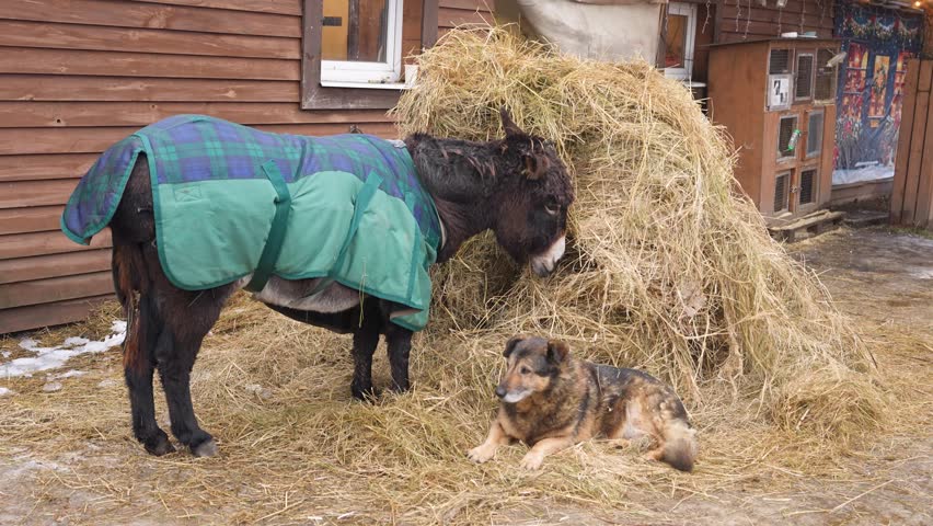 A donkey is chewing hay on a farm, and a dog is lying next to it